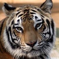 Steven Bellerose (@mrbellerose) 's Twitter Profile Photo