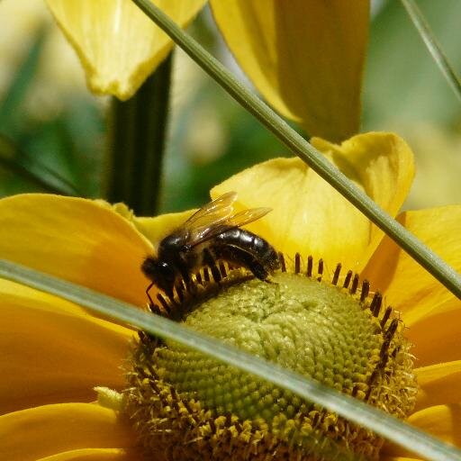 passion jardin, visites, trucs et astuces, partage avec jardiniers, patrimoine, potager et vivaces, photographies, chats et méthodes bio sont sur notre blog!