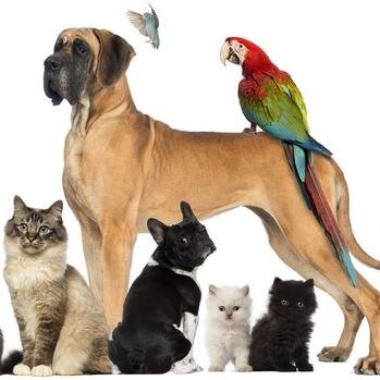 PromoAnimalerie's profile picture. Tous les bons plans de l'Animalerie et acheter sans se ruiner en cliquant ici: http://t.co/cBgjY2DGt7     #Animalerie #Animal #Animaux