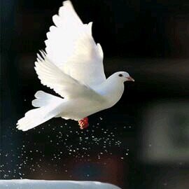 michaelihems's profile picture. Impossible is nothing Ơ̴̴̴̴̴̴͡.̮Ơ̴̴̴̴̴̴͡ !!!