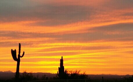 anonomouse's profile picture. 