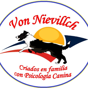 Amo a mi esposa, mi hija y a mis 25 Border Collies