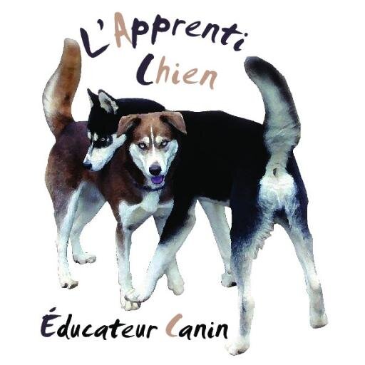 Education canine
