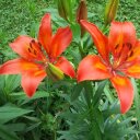 Joan Cannon - @mommyseal - Twitter