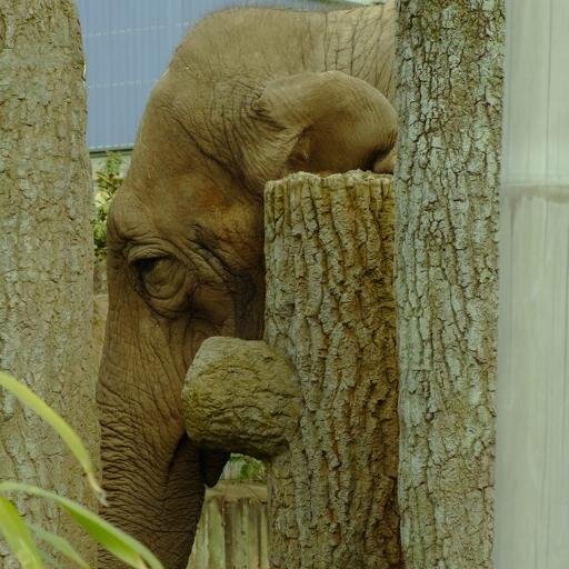 DiscourseAnimal's profile picture. 'People', 'Products', 'Pests' and 'Pets': The Discursive Representation of Animals: a Leverhulme-funded research collaboration between KCL and Lancaster Uni.