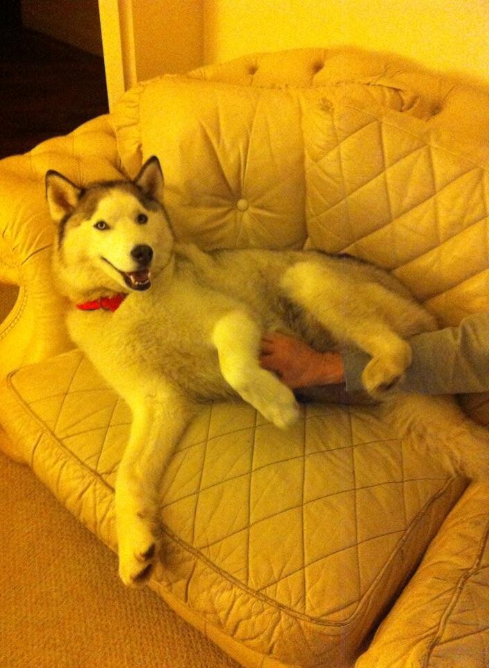 AuntyKaysPets Profile Picture