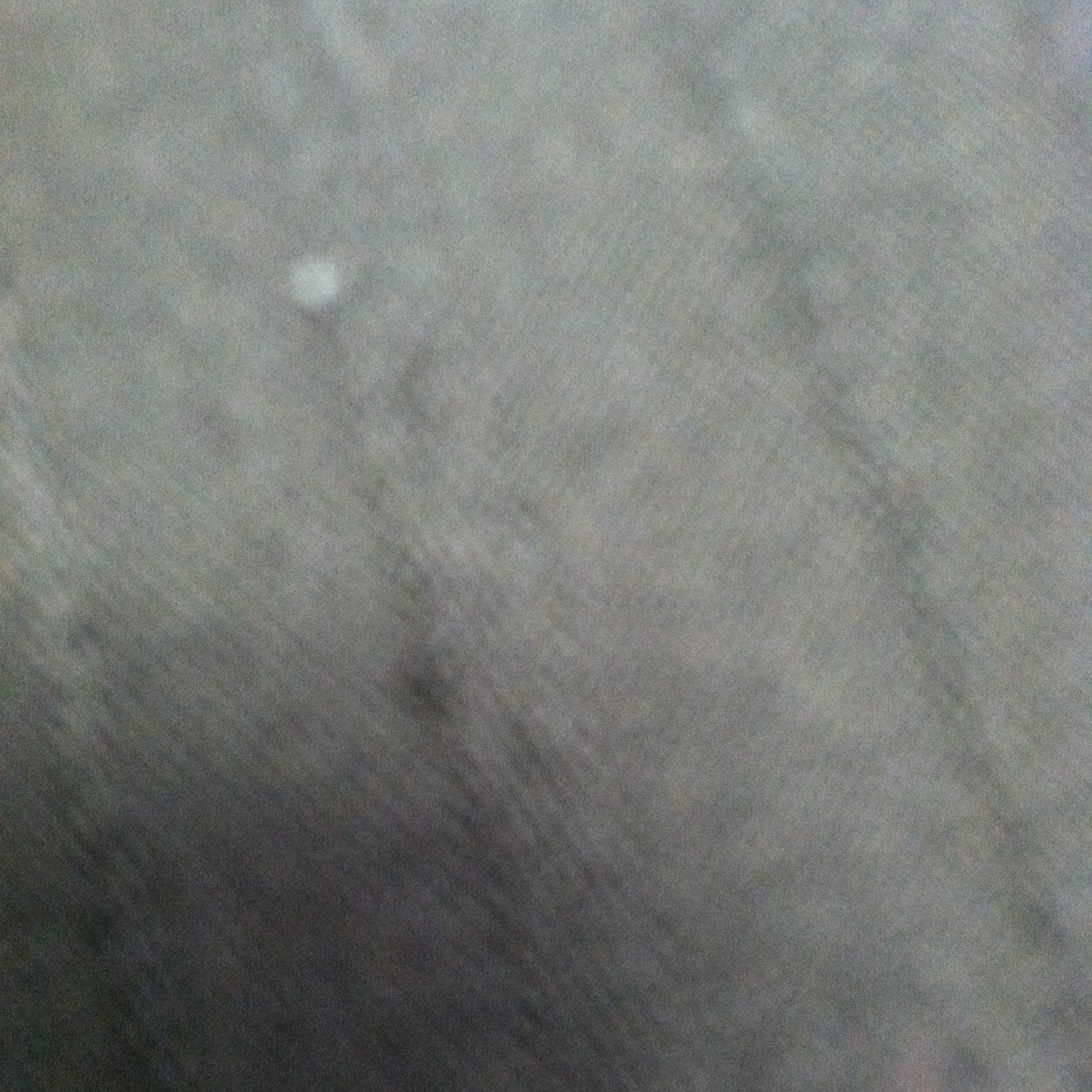 75KBear's profile picture. 