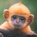 HulaMonkey (@hulamonkey) Twitter profile photo HulaMonkey (@hulamonkey) Twitter profile photo