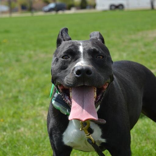 A voice for responsible pit bull owners and supporters in Dubuque and the Tri-States.