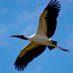 Profile Picture of WildwoodPreservation (@WoodStork) on Twitter