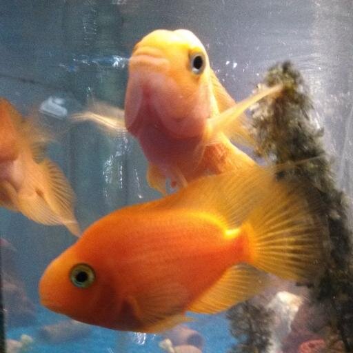 Selling and servicing lobster tanks and fresh water aquariums since 1990