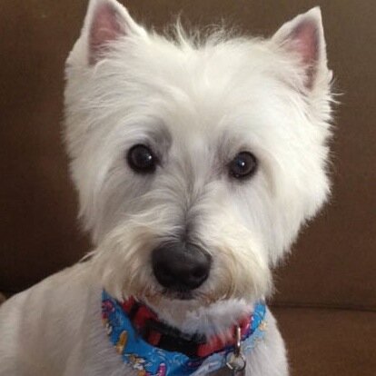 LizLeowHendry's profile picture. Equestrian, riding through Stage IV breast cancer on the back of an inspiring mare.