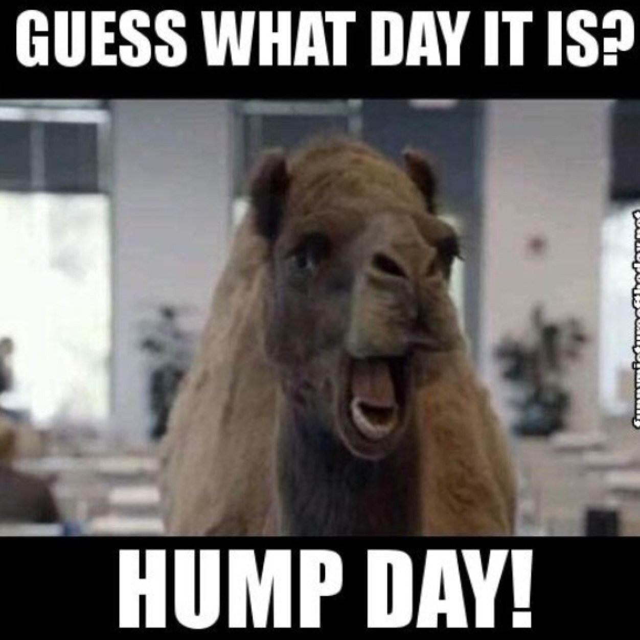 On this account, you will find nothing but facts and trivia about the amazing camel. HUMPDAYYYYY