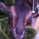 Jodi Carver - @jlcarver - Twitter