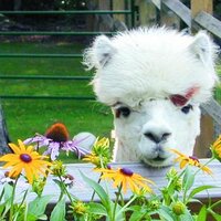 Burgis Brook Farm (@burgisbrook) Twitter profile photo