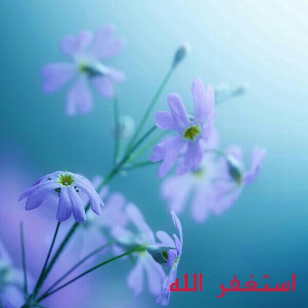 ‏‏سبحان الله ، الحمدلله ، لا اله الا الله ، الله اكبر