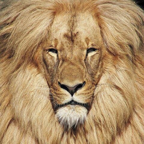 Tweets by @JuneStoyer in support of #animalrights issues including #EndYulinFestival #blackfish #opkillingbay #banneonicotinoids #bancannedhunting #banivory