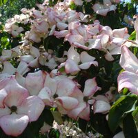 The gobbett nursery (@thegobbett) 's Twitter Profile