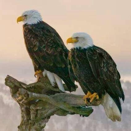 Hockey_Goof's profile picture. 