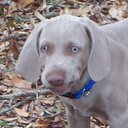 Frank Lazzaro - @mrvcity - Twitter