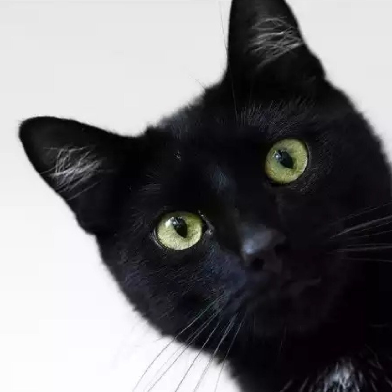 EmilysSergio's profile picture. Lord of the manor, serving sass to the Twitter nation.