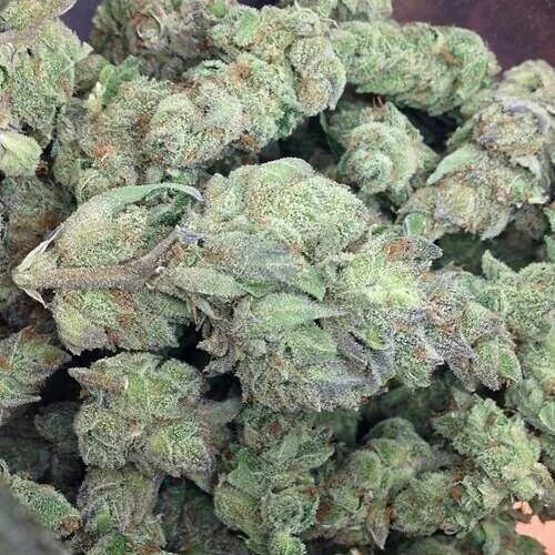 #senior14 i luv 2 partyyy #18yearsyoung #loveweed #420  Brighton, Colorado