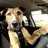 racehound's profile image