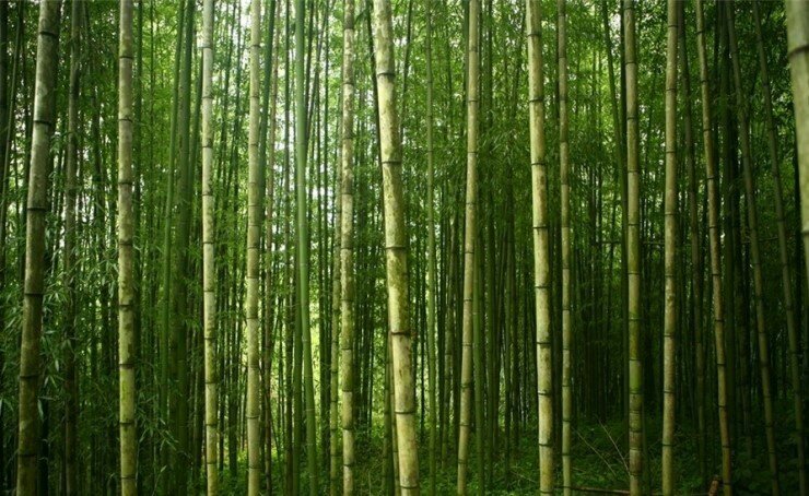 spiare_bamboo's profile picture. [관글 필독] 마피아 대립커뮤 spiare의 대나무숲입니다:)