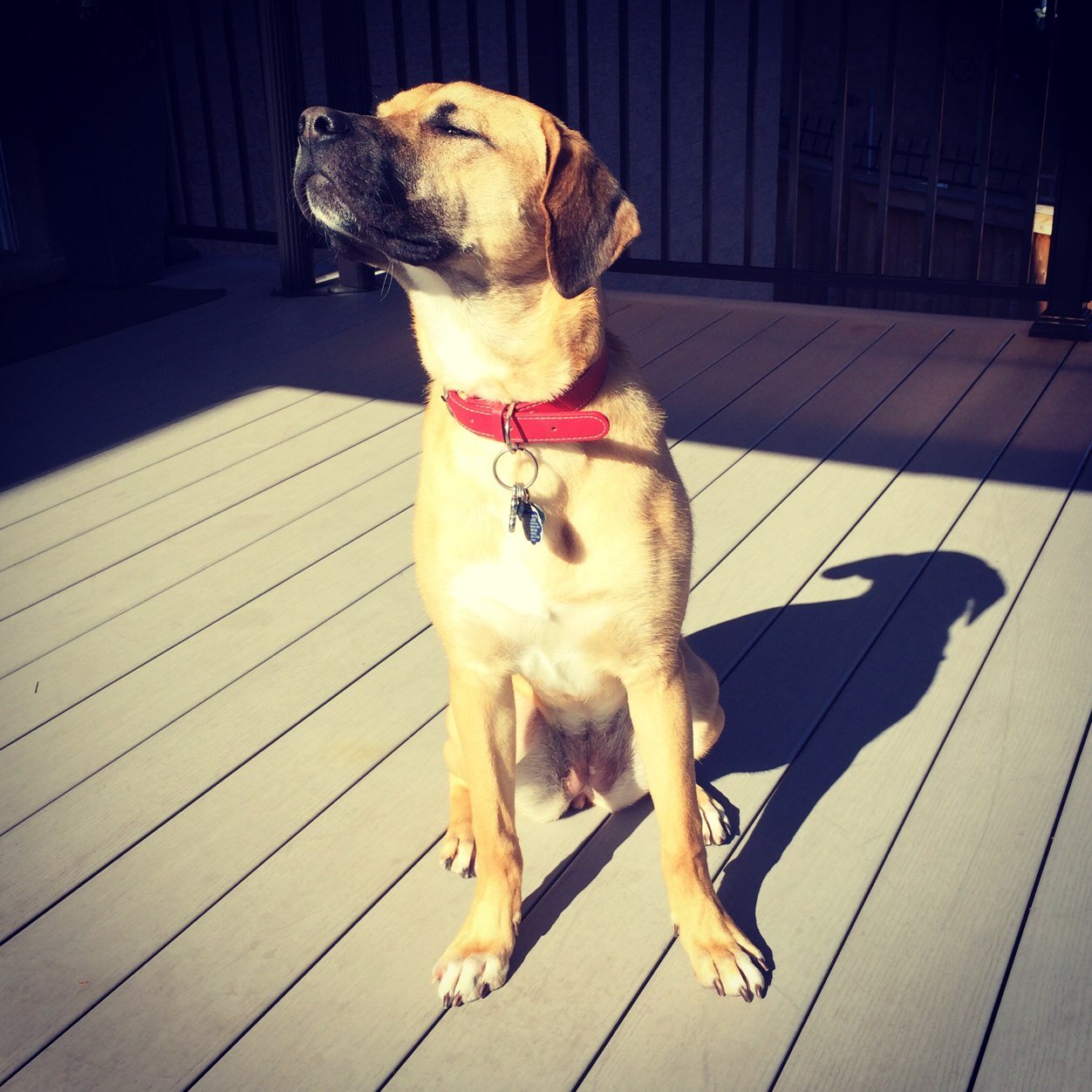 The Dog & Co. makes top quality, all natural, human grade dogs treats. Because they may not eat from the table, but deserve what you would serve on one.