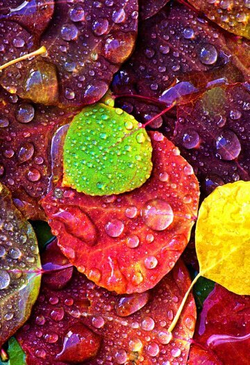 belifgu's profile picture. 