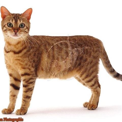 Hello, my name is BrightWing, i'm a female light brown tabby, 13 moons, friendly, and bright blue eyes. {mate: none} {clan: Duskclan}