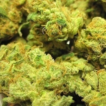 TheDankestWeed's profile picture. Your Daily Dose of Dank!