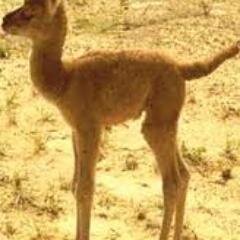 nasanjargal Profile