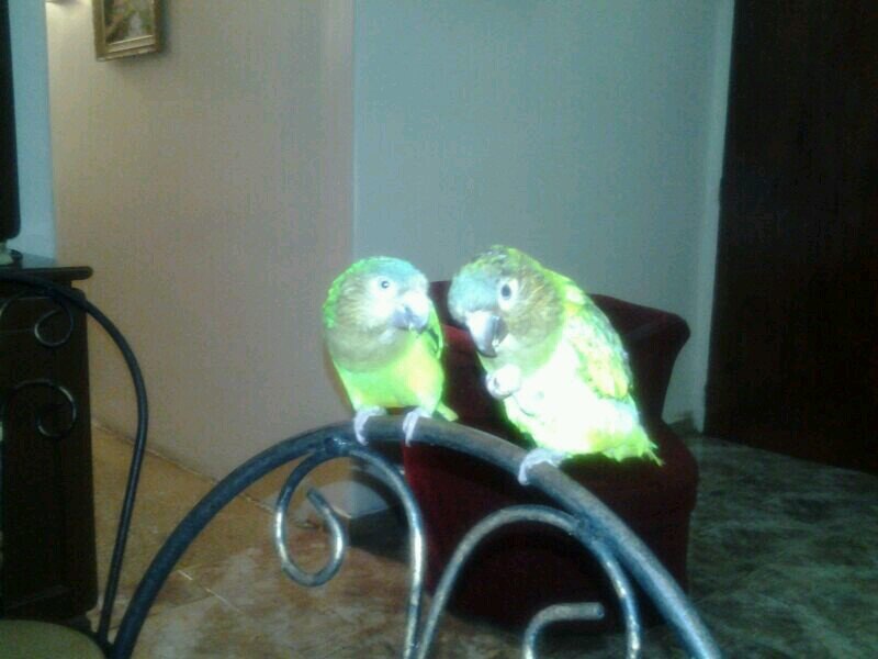 dmayces's profile picture. 