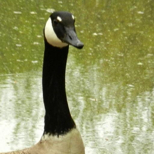 Birding observations from Prospect Park. More than rarities, but not too chatty.