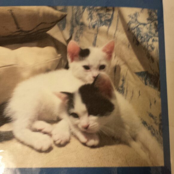 pompeysiren's profile picture. #cats just a little Burmese causing trouble i may be a bitch but I'm a pretty bitch I'm just a lioness in a little body #roar