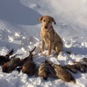 Tim McFarlane - @tmacbirdhntr - Twitter