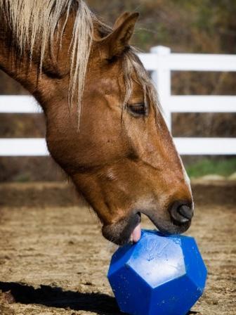 Nose_It's profile picture. Nose-It! Making ALL SORTS of animals, from dogs to horses, happier and healthier one NOSE at a time.