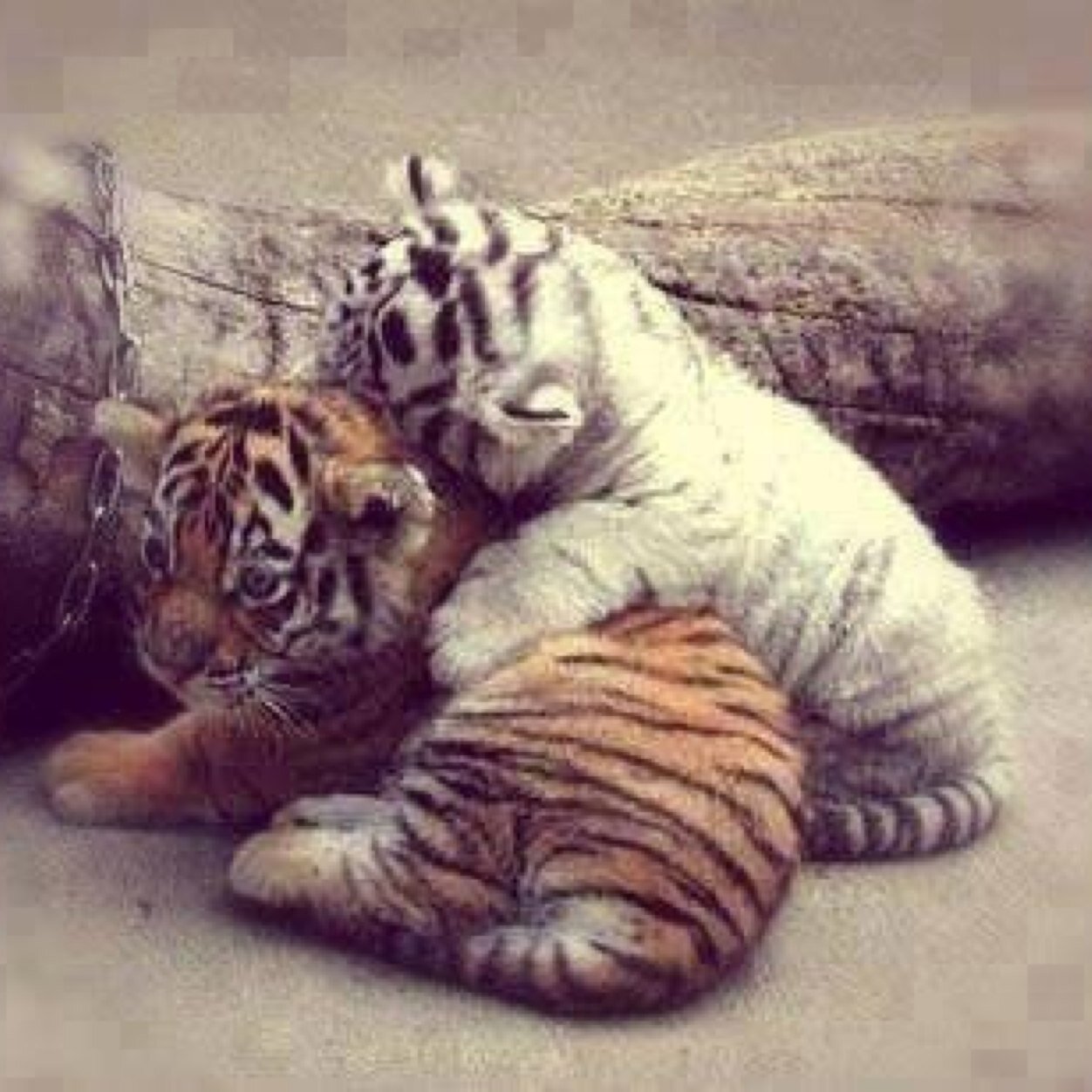 Positivity and animals and everything else you can imagine