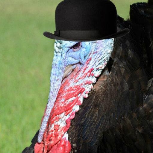 I'm a random turkey.