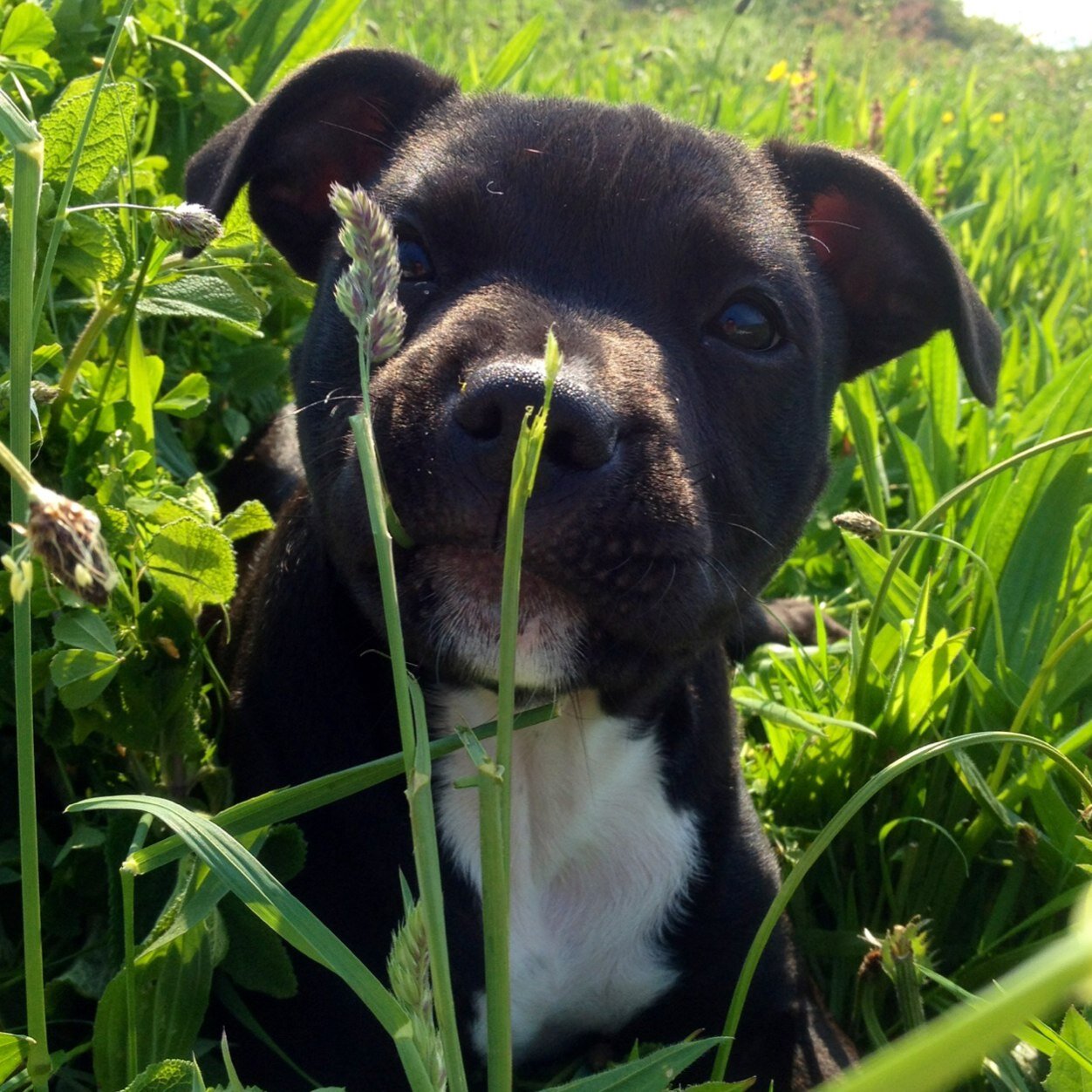 Poppy_LaRoo's profile picture. 90% human 10% dog