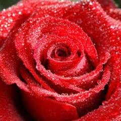you will never know the true value of moment until it becomes a memory