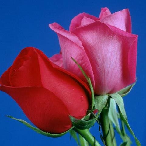 rai123prashant's profile picture. 