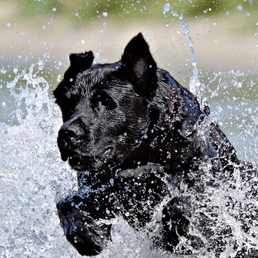 Hoogwaardige voeding voor hond en kat Belcando - Leonardo - Bewidog - Bewicat - Anivital