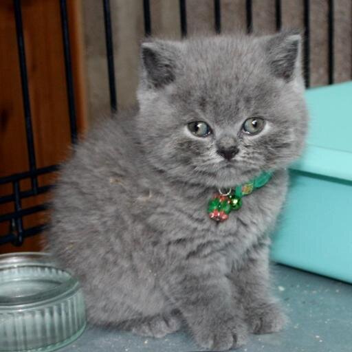 JaneFiggins1's profile picture. Cat mad - Bike mad!