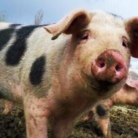 ilbellodelporco's profile picture. Non avrai altro porco al di fuori di me