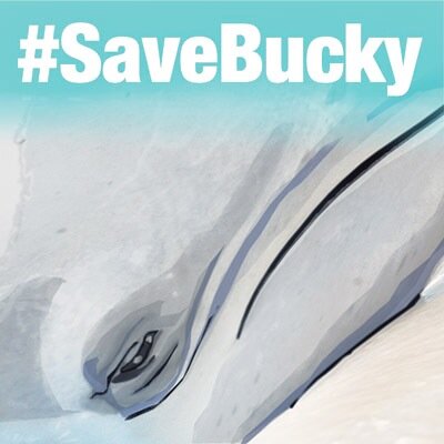 Please help move Bucky and his family to a seapen! #HelpBucky #SaveBucky: Dolphin Marine Magic Coffs Harbour, Australia! Be part of a change in history now!