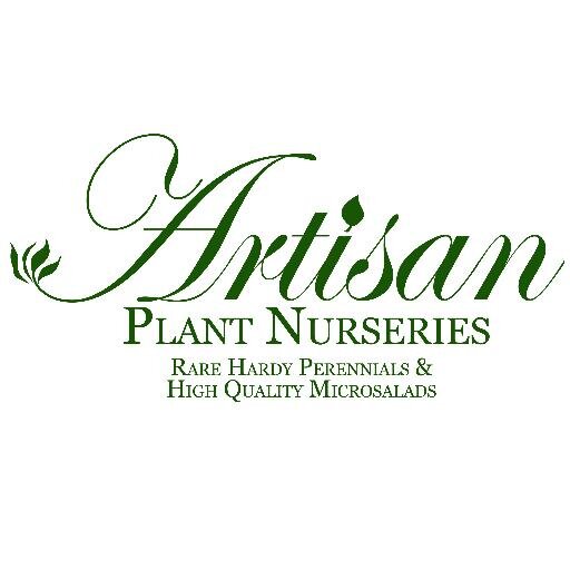 artisanurseries's profile picture. Owned by Andi Strachan & Helen Lockwood. Based in Offenham, Evesham, growing rare & unusual perennials. Many species plants and pollinator friendly plants #bees