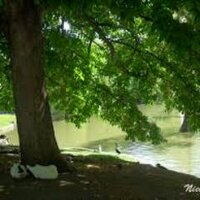 Jorge. A (@arbol12345) 's Twitter Profile