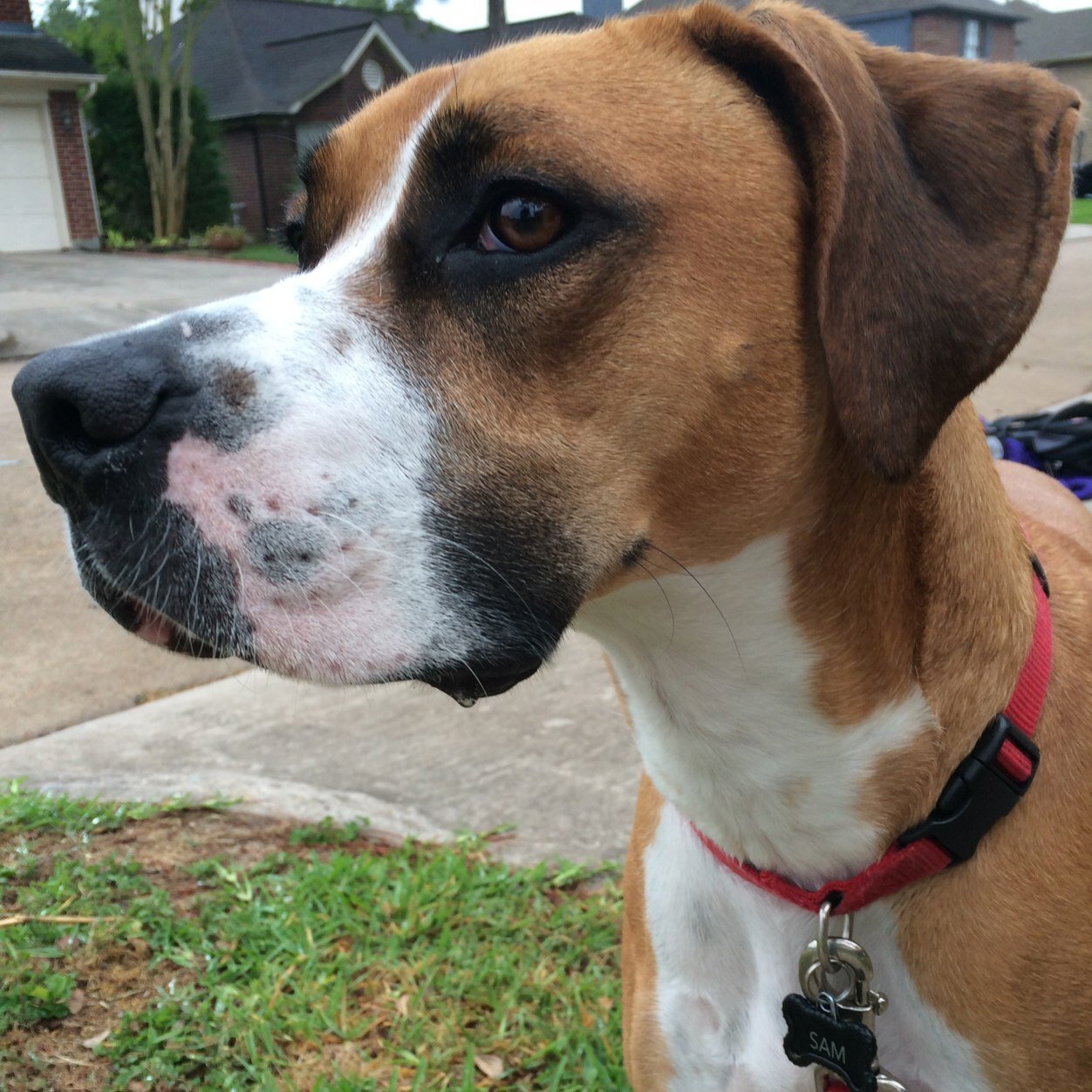 I'm just a boxer lovin life.